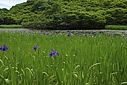 ファイル名=fieldgrass024.jpg
ファイルサイズ=699KB
ディメンション=1936x1296
登録日=2013年 01月 16日 fieldgrass024.jpg