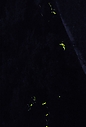 kujikawachi_hotaru01.JPG