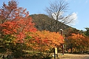 momijiyama03.JPG