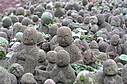 nashinokijizo13.JPG