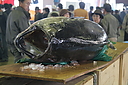 sakanamatsuri09.JPG