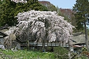 sakura_houdenbou01.JPG
