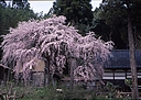 sakura_houdenbou02.jpg