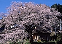 sakura_houjyoubou03.jpg