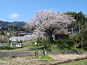 sakura_houjyoubou05.JPG