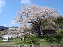 ファイル名=sakura_houjyoubou06.JPG
ファイルサイズ=2612KB
ディメンション=3264x2448
登録日=2012年 02月 24日 sakura_houjyoubou06.JPG