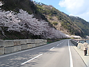 sakura_kaigansen01.JPG
