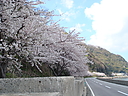sakura_kaigansen02.JPG