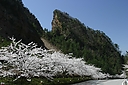 sakura_kinzan09.JPG