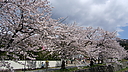 sakura_manokouen02.JPG