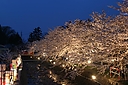 sakura_manokouen03.JPG