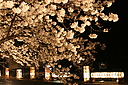 sakura_manokouen04.JPG