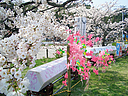 sakura_manokouen09.jpg