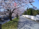 sakura_manokouen11.jpg