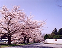 sakura_manokouen12.jpg