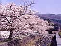 sakura_manokouen13.jpg