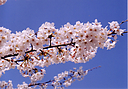 sakura_manokouen18.jpg