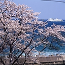 ファイル名=sakura_mikaeritouge03.JPG
ファイルサイズ=1119KB
ディメンション=1523x1523
登録日=2012年 02月 17日 sakura_mikaeritouge03.JPG