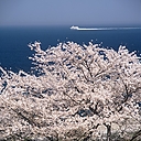 sakura_mikaeritouge04.JPG