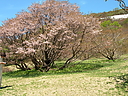 sakura_myoken03.jpg