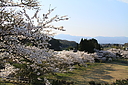 sakura_niibodam04.JPG