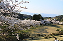 sakura_niibodam05.JPG