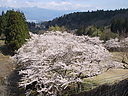 sakura_niibodam09.JPG