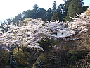 sakura_tyoukokuji01.JPG