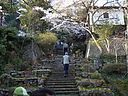 sakura_tyoukokuji02.JPG