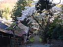 sakura_tyoukokuji03.JPG