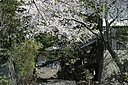 sakura_tyoukokuji05.JPG