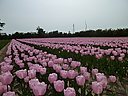 tulip02.JPG