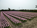 tulip03.JPG