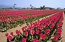 tulip05.jpg