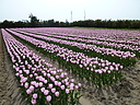 tulip07.JPG