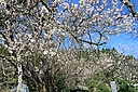 ume_hoshifuriume03.jpg