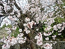ume_ishidakinoume01.JPG