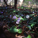 ファイル名=yukiwarisou05.jpg
ファイルサイズ=244KB
ディメンション=1500x1500
登録日=2012年 02月 17日 yukiwarisou05.jpg